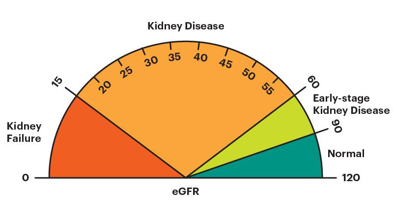 پایین بودن eGFR اولیه خطر واکنش های نامطلوب دارویی را در بیماران مبتلا به بیماری مزمن کلیوی افزایش می دهد