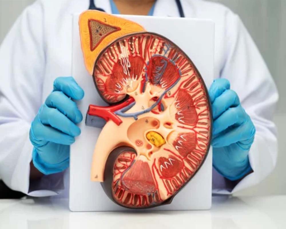 شیوع اختلالات جنسی در بیماران دیالیزی و پیوند کلیه