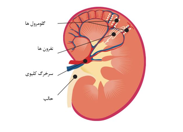 کلیه ها